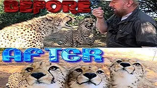 Thumbnail: Taming Of The Cheetah Cubs | Yearlings Hiss Spit Intimidate Charge Get Angry Before Love & Purring