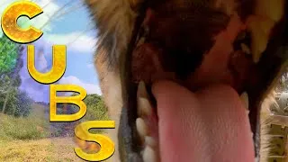 Thumbnail: Cheetah Cubs Shango Jengo & Storm 10 Months | Cats Feed Play Interact At Breeding & Rewilding Center