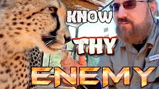 Thumbnail: Gabriel Eats The Essence Of His Nemesis | How Scent Enrichment Benefits Cheetahs & Breeding