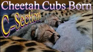 Thumbnail: Gabriel's A Father!  11 Year Old Cheetah Breeds To Produce 3 Perfect Healthy Cubs Born Via C-Section