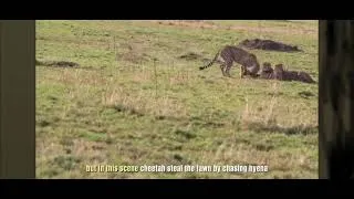 Thumbnail: The cheetah stealing a hyena's future kill for her cubs.