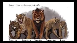 Thumbnail: American cheetahs and Sivapantheras pictures, interactions, information and size comparisons.