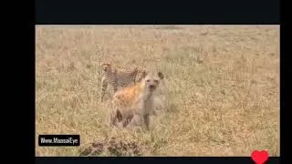 Thumbnail: Cheetah attacks an extemely agressive hyena for his brother. Hyena failed to steal cheetahs' food.