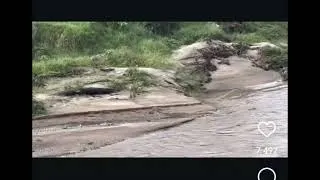 Thumbnail: two cheetahs escaped being almost attacked by a crocodile in a river.