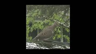 Thumbnail: Love songs paired with Feathery Fellas! | Audio Playlist