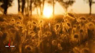 Thumbnail: Gordon Wycliffe - When the Saints Go Marching In (Audio)