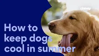 Thumbnail: How To Keep Dogs Cool In The Summer | Chewtorials