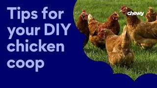 Thumbnail: Tips for Your DIY Chicken Coop | Chewy