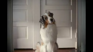 Thumbnail: The Answer | Chewy Commercial