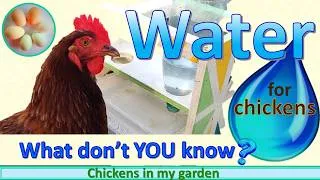 Thumbnail: Water for Chickens - Everything YOU MIGHT NOT Know