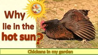 Thumbnail: Why do chickens lie in the HOT sun?