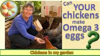 Thumbnail: Can YOUR Chickens Lay Omega-3 Eggs?