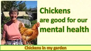 Thumbnail: Chickens are good for our mental health