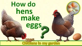 Thumbnail: How do hens make eggs? What's going on inside the hen.