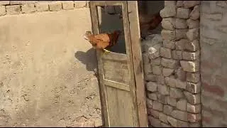 Thumbnail: Chicken Farm