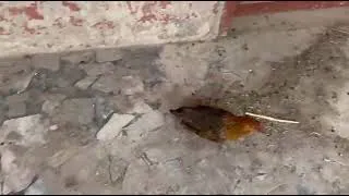 Thumbnail: Chicken video 