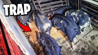 Thumbnail: My INSANE Moment with Feral Pigs