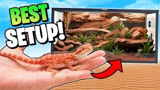 Thumbnail: The Best Bearded Dragon Setup