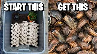 Thumbnail: How to Breed Dubia Roaches