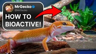 Thumbnail: Leopard Gecko Bioactive Setup! 