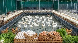 Thumbnail: How I raised 10,000 chickens and ducks using homemade feed / organic chicken and duck farm #1