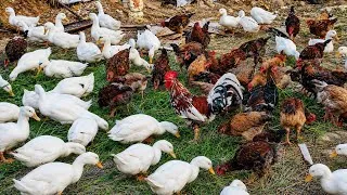 Thumbnail: How I Raise 10000 Chickens and Ducks on Homemade Feed /farm animals #9@chiennguyenfarm