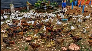 Thumbnail: How I Raise 10000 Chickens and Ducks on Homemade Feed /farm animals #8@chiennguyenfarm