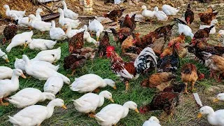 Thumbnail: How I Raise 10000 Chickens and Ducks on Homemade Feed /farm animals #7@chiennguyenfarm