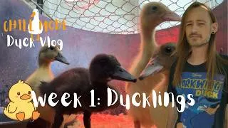 Thumbnail: 🟢[4K] Chill Duck Vlog | Ducklings First Week | Metzer Farms Hatchery | Week: 1