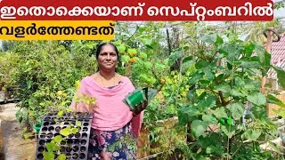 Thumbnail:  ഇതൊക്കെയാണ് സെപ്റ്റംബറിൽ നടേണ്ടത് | Which vegetable plants can plant in the month of September 