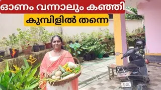 Thumbnail: ഓണം വിളവെടുപ്പ് Vegetable harvest from terrace garden 