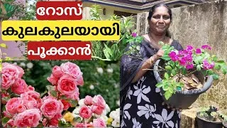Thumbnail: ഇനിറോസച്ചെടിക്ക് ഒരു രോഗവും വരില്ല | caring tips for protecting rose plants in rainy season 
