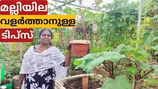 Thumbnail: പെട്ടെന്ന് മല്ലിയില വളർത്താനുള്ള ടിപ്സ് | Tips to grow coriander plants