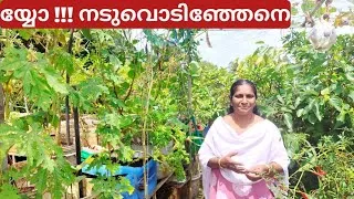 Thumbnail: മഴയത്തെ ടെറസ്സ് കൃഷി സൂക്ഷിക്കണം | Caring in terrace gardening during rainy season 