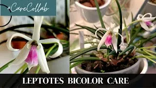 Thumbnail: Leptotes Bicolor Orchid Care
