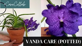 Thumbnail: Carecollab for Vanda Orchid Care (Potted)