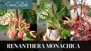 Thumbnail: CareCollab for Renanthera Monachica, a Monachica seedling and its hybrid (x Ren. citrina)
