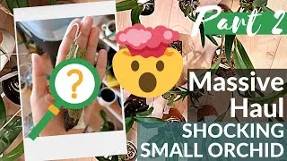 Thumbnail: Massive unboxing 20 orchids!!! Shocking small orchid - Haul Part 2- Orchidman ebay