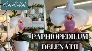 Thumbnail: CareCollab Paphiopedilum delenatii