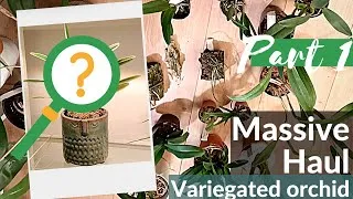 Thumbnail: Massive unboxing 20 orchids!!! Variegated orchid - Haul Part1- Schwerter