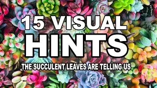 Thumbnail: What If Succulents Could Talk? Here’s What Their Leaves Are Secretly Telling You