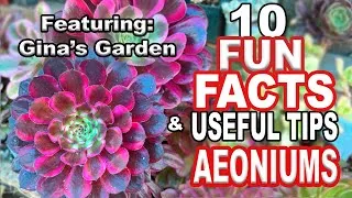 Thumbnail: The Most Magical Aeonium Succulent Collection! Plus 10 fun facts and Useful tips #succulents