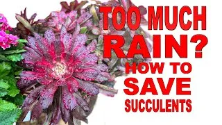 Thumbnail: How To Rescue Overwatered Succulents Before It’s Too Late #succulents @ChopstickandSucculents