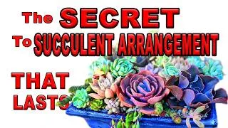 Thumbnail: Design Succulent Arrangement Like A Pro: Easy Step By Step Tutorial