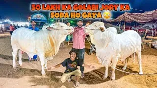 Thumbnail: 50 Lakh ka gulabi jora passand A gaya 😱 || Most beautiful janwar for qurbani 😳 || Chota Ali vlogs