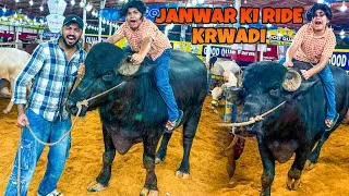 Thumbnail: Qurbani ka janwar 😳 || Ali janwar se gir gaya 🥺 || Mandi vlog 😳 || janwar ki ride ||
