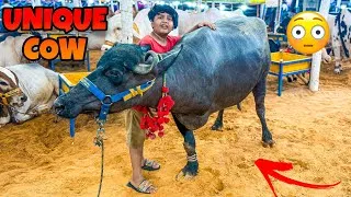 Thumbnail: Qurbani k leye 3 tango wala janwar 😳 || Ali ko 3 tango wala janwar pasand a gaya 😳 ||