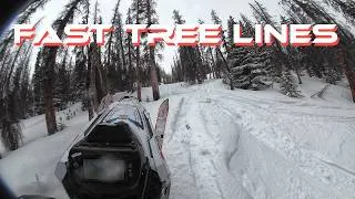 Thumbnail: Raw POV Tree Lines