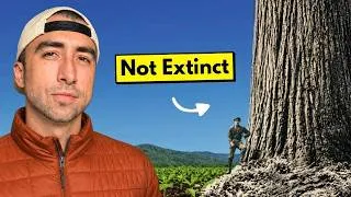 Thumbnail: America's Giant Trees Are Coming Back