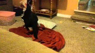 Thumbnail: My Weird Ass Cat